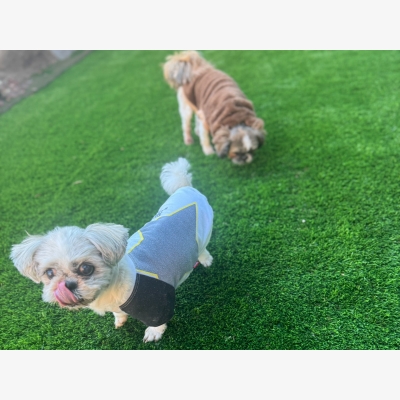 愛犬のためのおうちドッグラン～ワン芝テラス1～